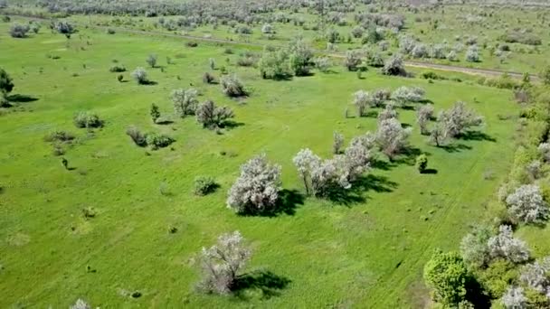 Aerial View Beautiful Agricultural Fields Trees — Stock Video