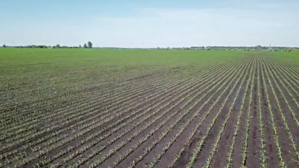 Légi Kilátás Gyönyörű Mezőgazdasági Területek — Stock videók