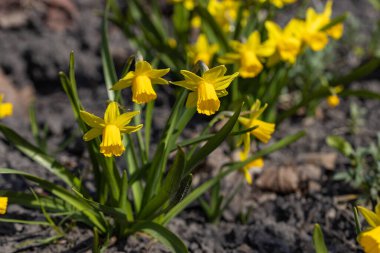 Sarı nergisler baharın başlarında parkta çiçek açar..