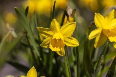 Sarı nergisler baharın başlarında parkta çiçek açar..