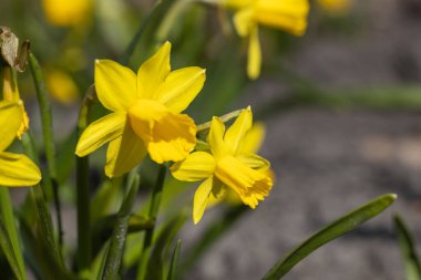 Sarı nergisler baharın başlarında parkta çiçek açar..