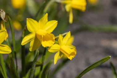 Sarı nergisler baharın başlarında parkta çiçek açar..