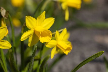 Sarı nergisler baharın başlarında parkta çiçek açar..