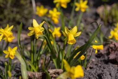 Sarı nergisler baharın başlarında parkta çiçek açar..