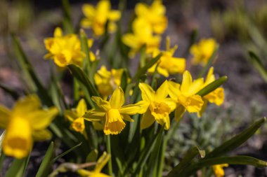 Sarı nergisler baharın başlarında parkta çiçek açar..