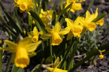 Sarı nergisler baharın başlarında parkta çiçek açar..