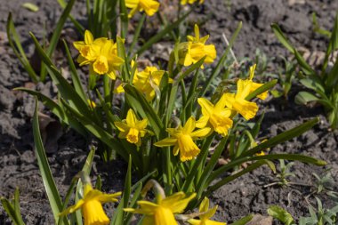 Sarı nergisler baharın başlarında parkta çiçek açar..