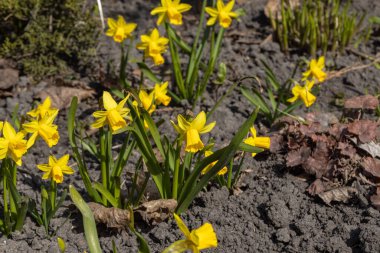 Sarı nergisler baharın başlarında parkta çiçek açar..