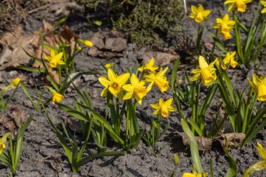 Sarı nergisler baharın başlarında parkta çiçek açar..
