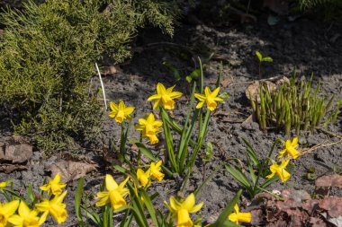 Sarı nergisler baharın başlarında parkta çiçek açar..