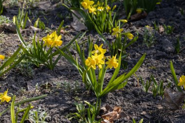Sarı nergisler baharın başlarında parkta çiçek açar..