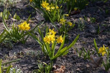 Sarı nergisler baharın başlarında parkta çiçek açar..