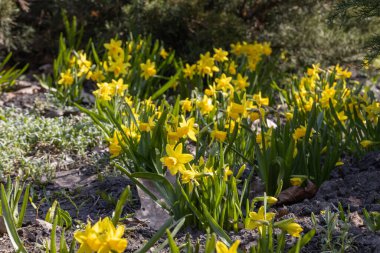 Sarı nergisler baharın başlarında parkta çiçek açar..