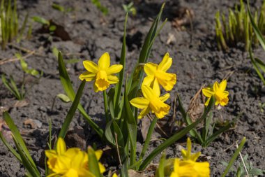 Sarı nergisler baharın başlarında parkta çiçek açar..