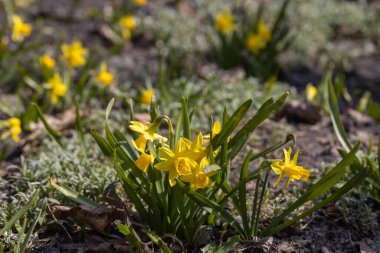 Sarı nergisler baharın başlarında parkta çiçek açar..