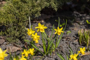 Sarı nergisler baharın başlarında parkta çiçek açar..
