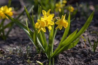 Sarı nergisler baharın başlarında parkta çiçek açar..