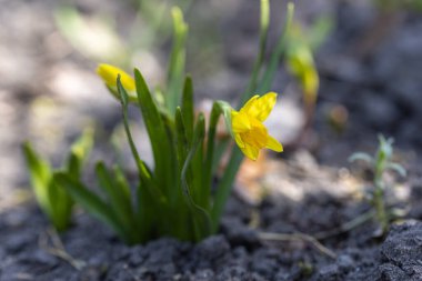 Sarı nergisler baharın başlarında parkta çiçek açar..