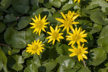 Baharın başlarında sarı kurarya verna çiçekleri.