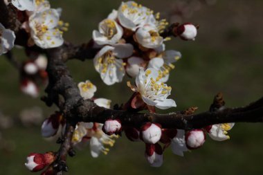 İlkbaharda elma ağacının beyaz çiçekleri.