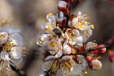 Baharda bir elma ağacının beyaz çiçeklerindeki böcek..