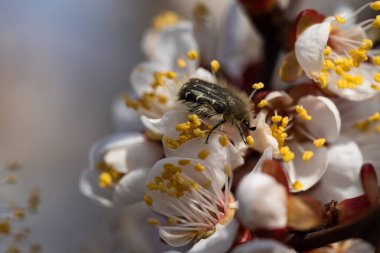 Baharda bir elma ağacının beyaz çiçeklerindeki böcek..