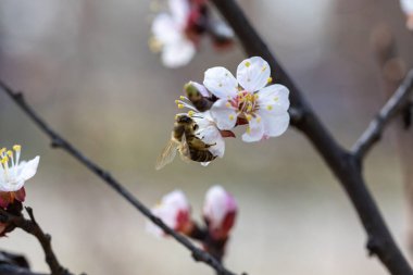 Baharda bir elma ağacının beyaz çiçeklerinde bir arı.