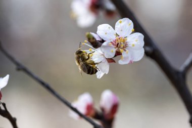 Baharda bir elma ağacının beyaz çiçeklerinde bir arı.