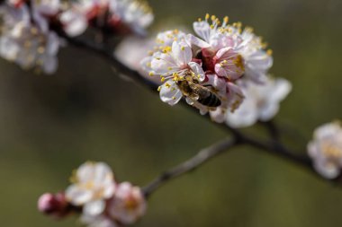 Baharda bir elma ağacının beyaz çiçeklerinde bir arı.