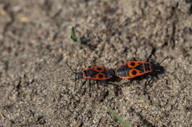 Pyrrhocoris apterus yerde sürünür.