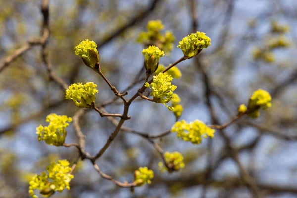 Gelber Baum Blüht Zeitigen Frühling — Stockfoto