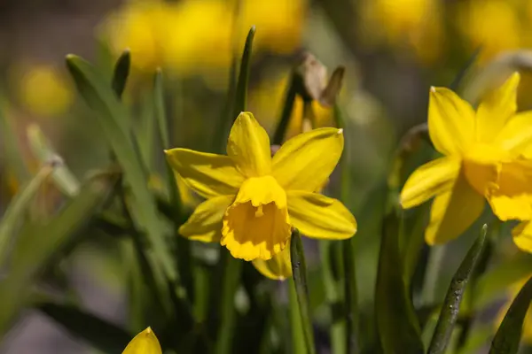 Sarı Nergisler Baharın Başlarında Parkta Çiçek Açar — Stok fotoğraf