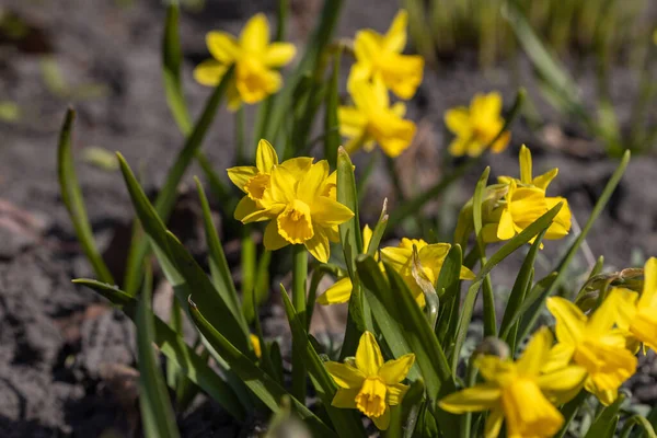 Желтые Цветы Нарциссов Парке Ранней Весной — стоковое фото