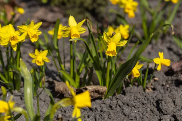 Sarı nergisler baharın başlarında parkta çiçek açar..