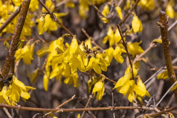 Gelbe Blüten Einem Strauch Der Sonne Zeitigen Frühling — Stockfoto