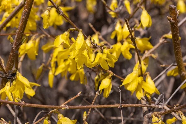 Gelbe Blüten Einem Strauch Der Sonne Zeitigen Frühling — Stockfoto