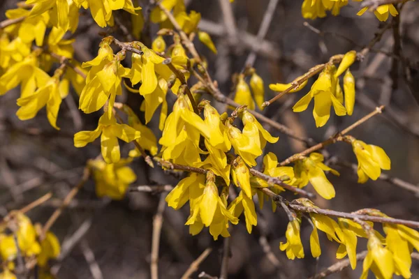 Gelbe Blüten Einem Strauch Der Sonne Zeitigen Frühling — Stockfoto