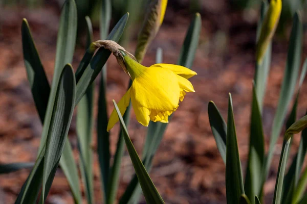 Sarı Nergisler Baharın Başlarında Parkta Çiçek Açar — Stok fotoğraf