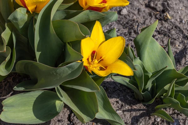 Желтые Тюльпаны Ранней Весной — стоковое фото