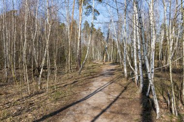 Bahar ormanında toprak yol.