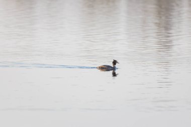 Podiceps kristal ördeği orman gölünde yüzüyor