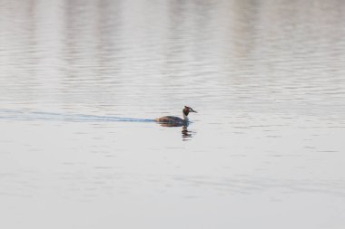 Podiceps kristal ördeği orman gölünde yüzüyor