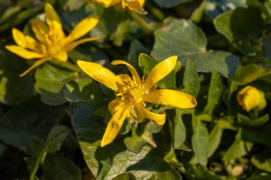 Kurgu vernasının sarı çiçeği