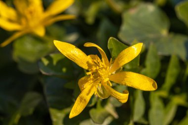 Kurgu vernasının sarı çiçeği.