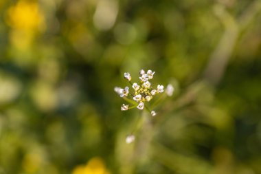 Baharda yeşil çimlerde küçük beyaz çiçekler