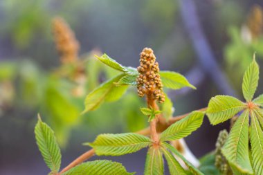 Ağaçta yaprakları olan genç bir kestane çiçeği