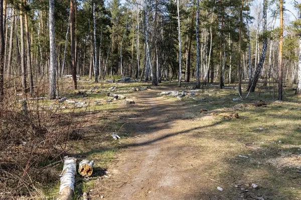 Camino Tierra Bosque Primavera — Foto de Stock