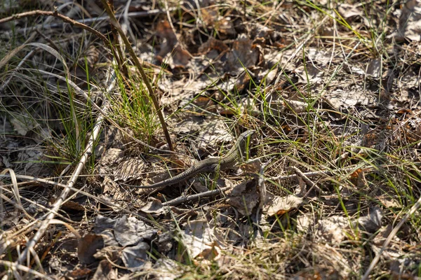 Hagedis Zittend Het Gras — Stockfoto