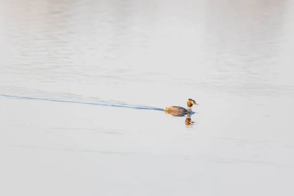 Podiceps Cristatus Duck Swims Forest Lake — Stock Photo, Image