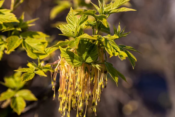 Der Baum Blüht Frühling Bei Sonnenuntergang — Stockfoto